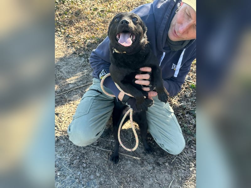 Ajna, geboren 06.2024, 39cm sucht ihr Zuhause