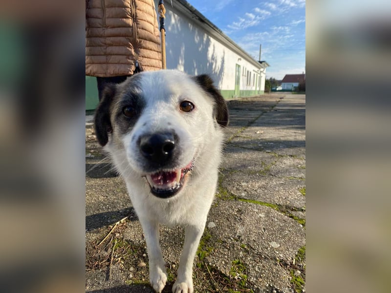 Cooper, geboren 01.07.2023, 40cm sucht sein Glück