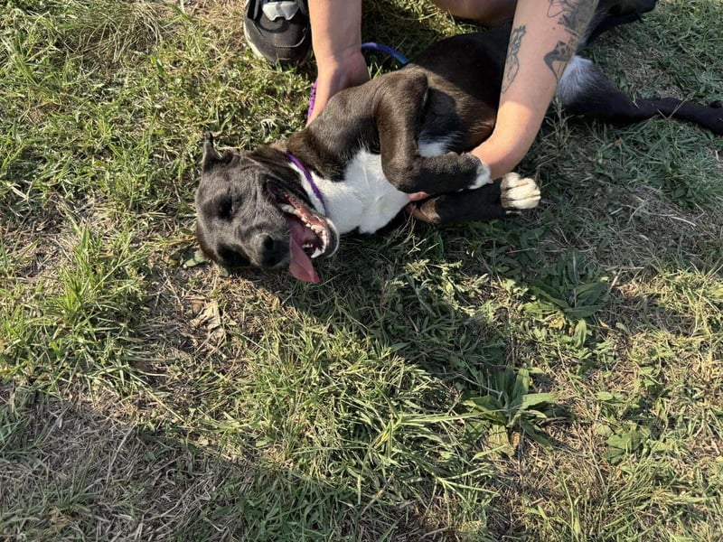 Nikita, geboren 25.12.2024, 40cm sucht ihre Chance