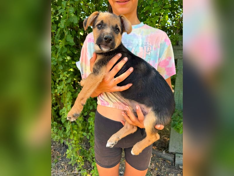 Dark, geboren 25.05.2026, 29cm sucht seine Menschen