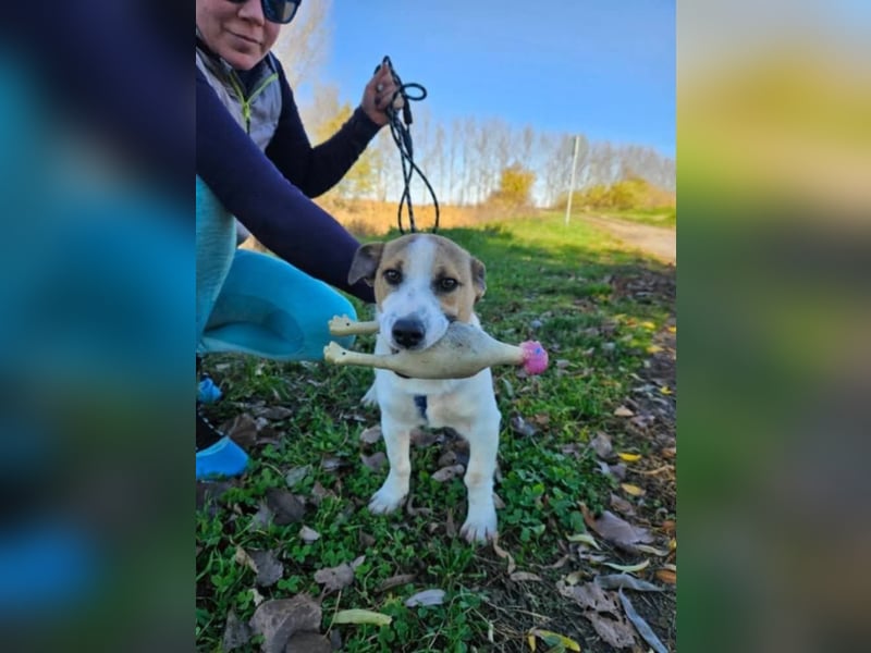 Wyatt, geboren 06.2025, 35cm sucht sein Zuhause