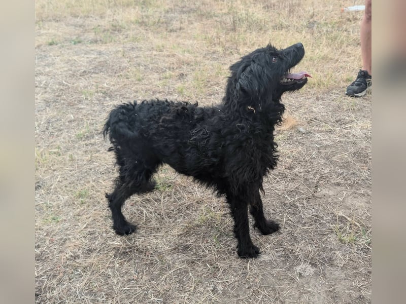 Anka, geboren 01.03.2025, 39cm sucht ihre Chance