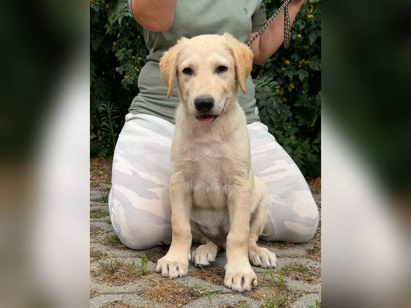Maximus, geboren 13.03.2026, 39cm sucht sein Körbchen