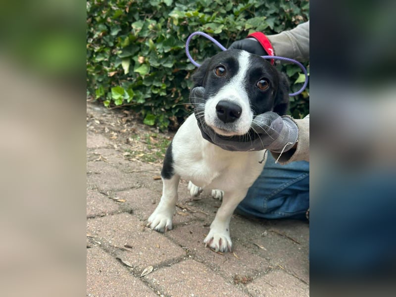 Alma, geboren 26.08.2023, 29cm sucht ihr Glück (Pflegestelle Deutschland)