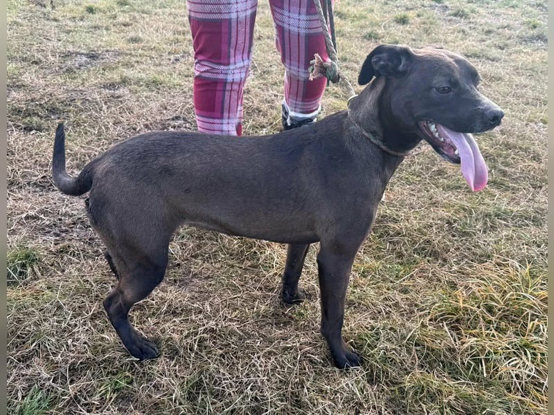 Hailey, geboren 25.01.2025, 39cm sucht aktives Zuhause