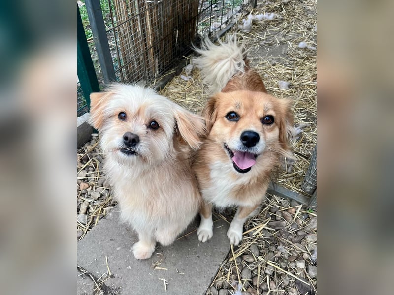 Suzy, geboren 28.11.2023, 34cm sucht ihre Menschen