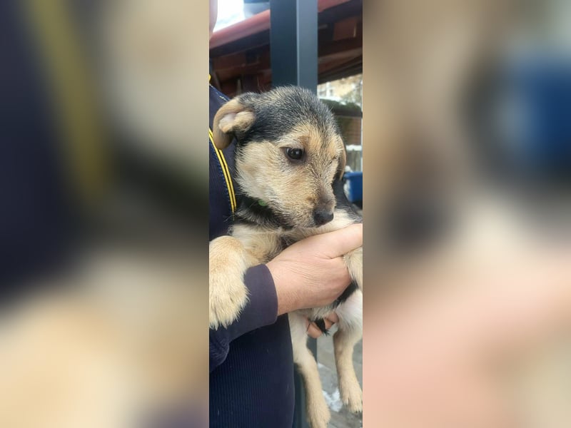 Cooper, geboren 19.10.2025, 33cm sucht seine Menschen