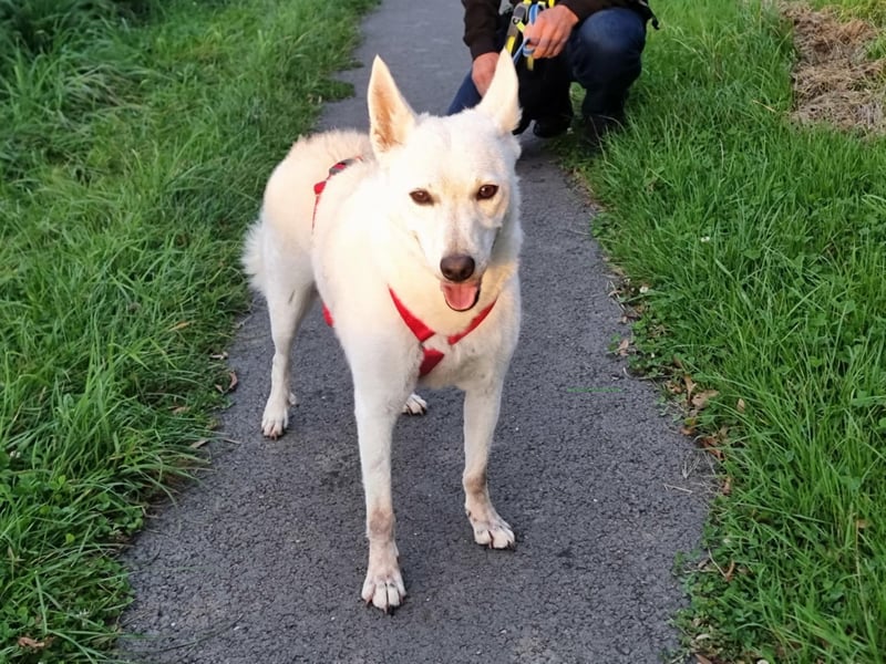 Kokusz, geb. 01.05.2021, 49 cm, wartet auf schon so lange auf ihr Glück (Pflegestelle Deutschland)
