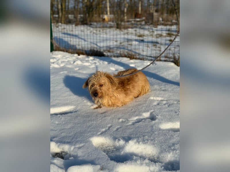 Majcsi, geboren 15.01.2022, 35cm sucht sein Zuhause