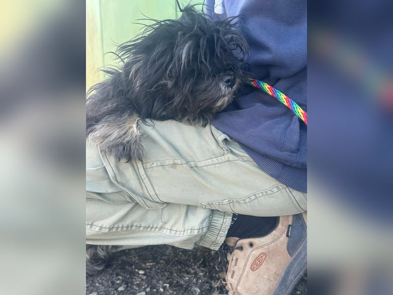 Polly, geboren 26.03.2025, 28cm sucht sein Plätzchen