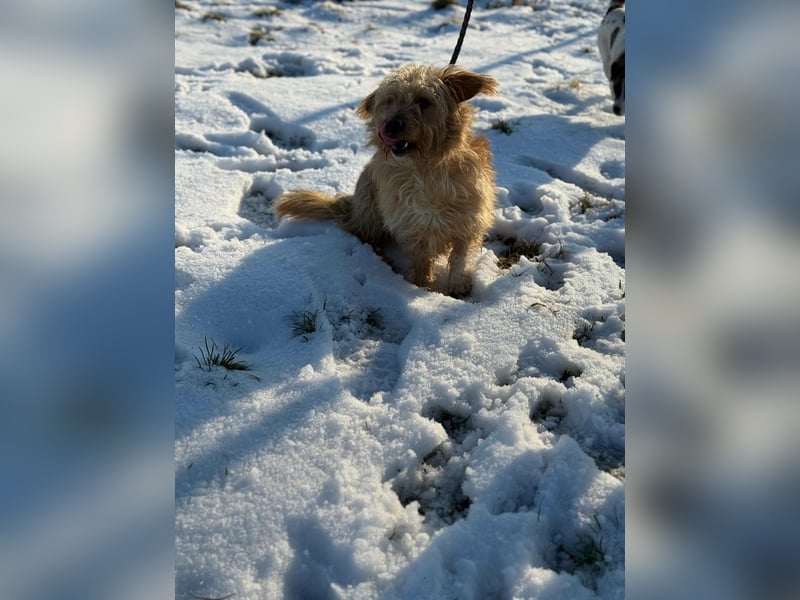 Majcsi, geboren 15.01.2022, 35cm sucht sein Zuhause