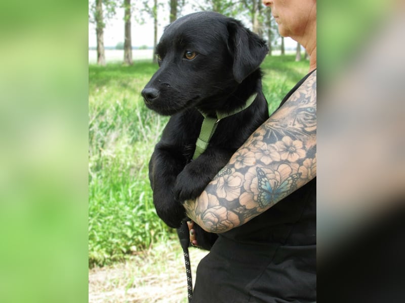 Raizo, geboren 01.08.2025, 35cm sucht seine Familie