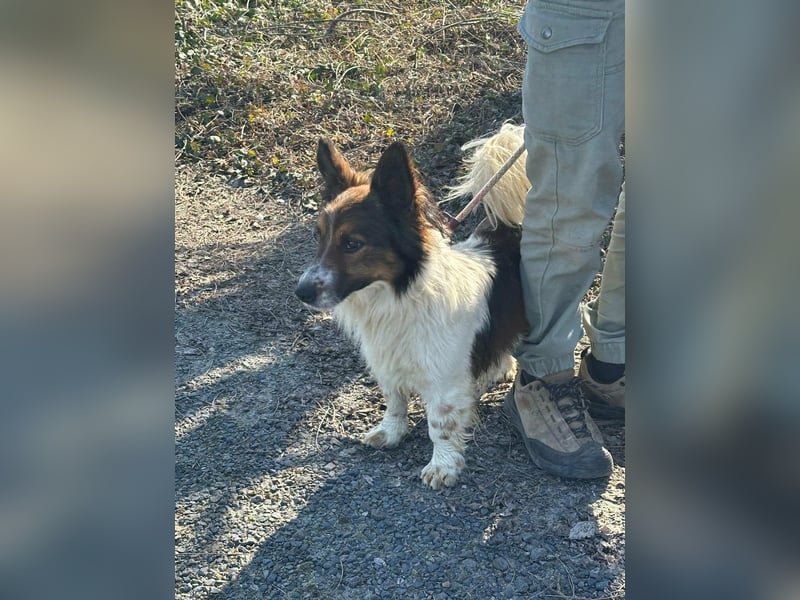 Aldo, geboren 20.02.2024, 34cm sucht seine Menschen