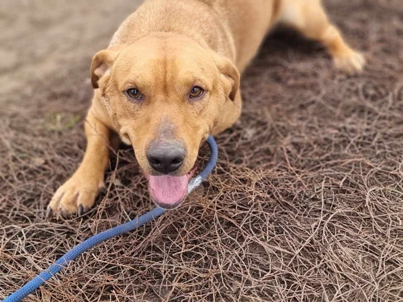 Tino, geb. 03/2023, 35 cm, wünscht sich ein Für-Immer-Zuhause