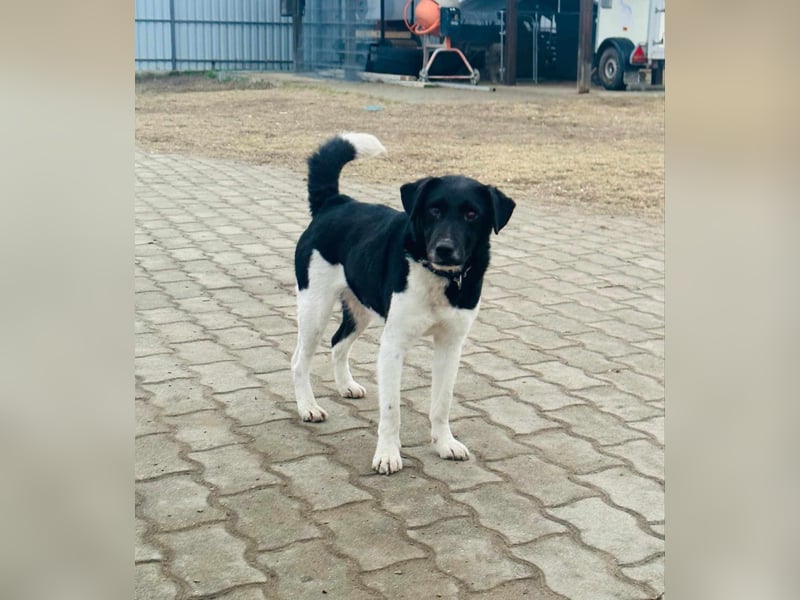 Domino, 2 Jahre, 38cm, wünscht sich ein eigenes Körbchen