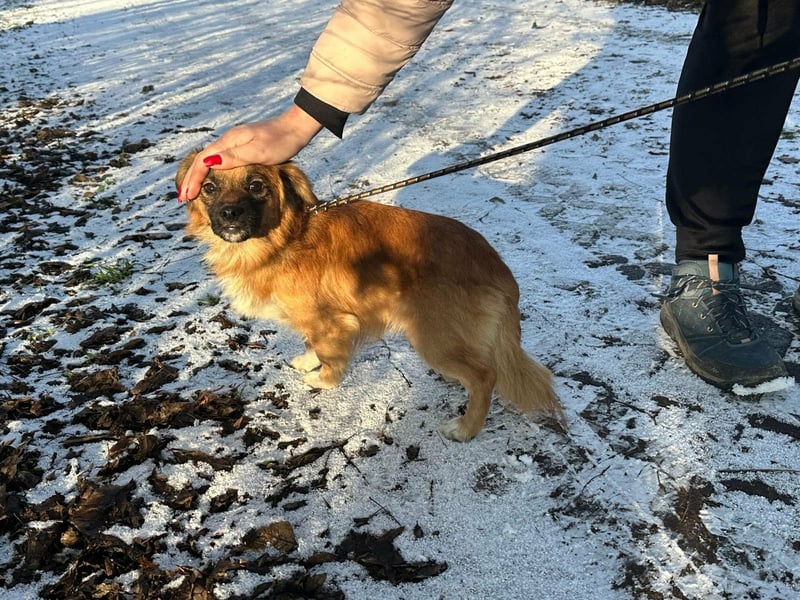 Leo, geboren 12.05.2023, 31cm sucht sein Glück