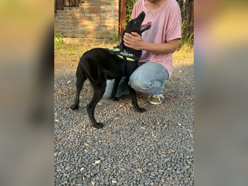 Frutti, geboren 10.12.2024, 41cm sucht ihr Zuhause