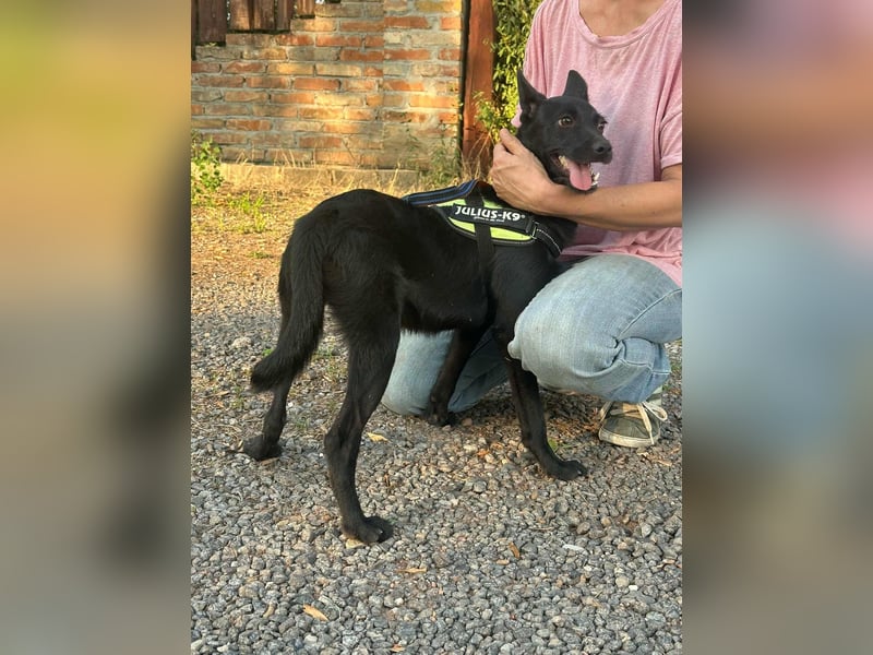 Frutti, geboren 10.12.2024, 41cm sucht ihr Zuhause