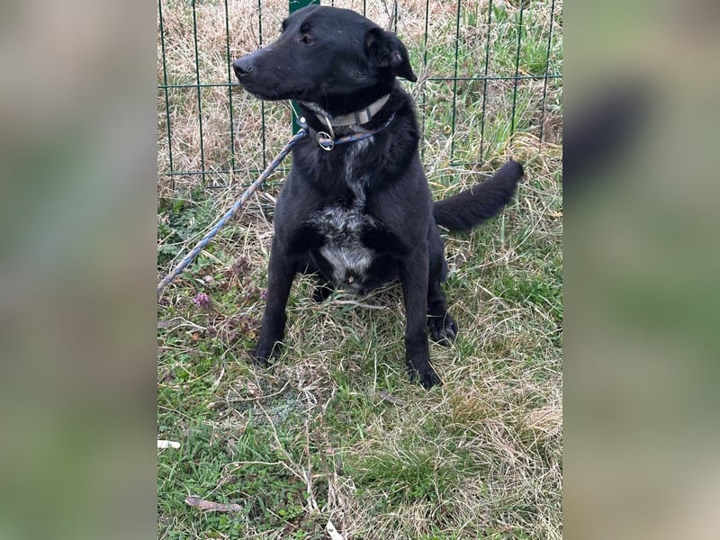 Rico, geboren 15.11.2020, 42cm sucht seine Menschen