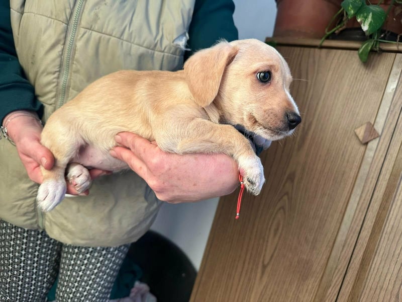 Darla, geboren 10.11.2025, 24cm sucht ihr Zuhause