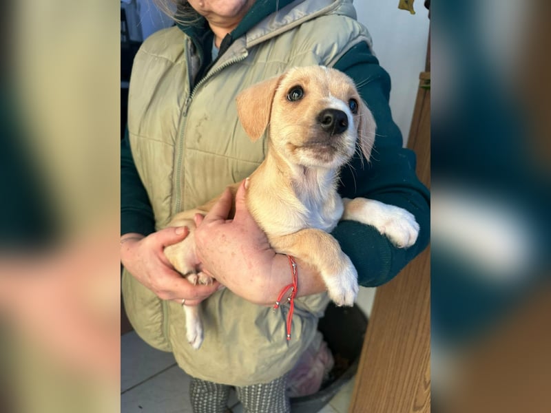 Darla, geboren 10.11.2025, 24cm sucht ihr Zuhause