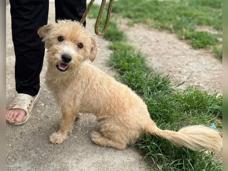 Shaggy, geboren 01.06.2025, 33cm sucht sein Für-Immer-Zuhause