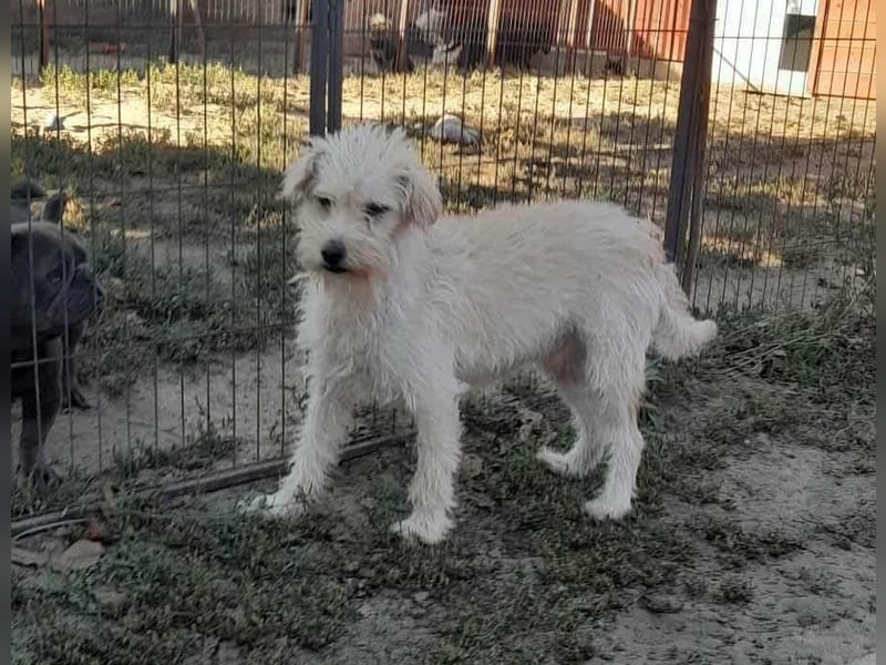 Fredi, 1,5 Jahre, 35cm sucht sein Körbchen