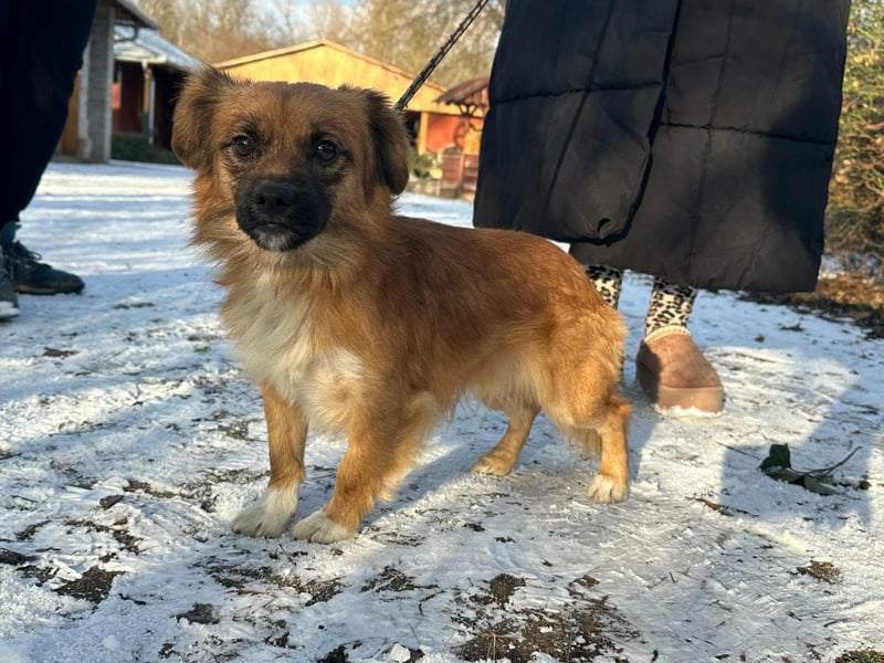 Leo, geboren 12.05.2023, 31cm sucht sein Glück