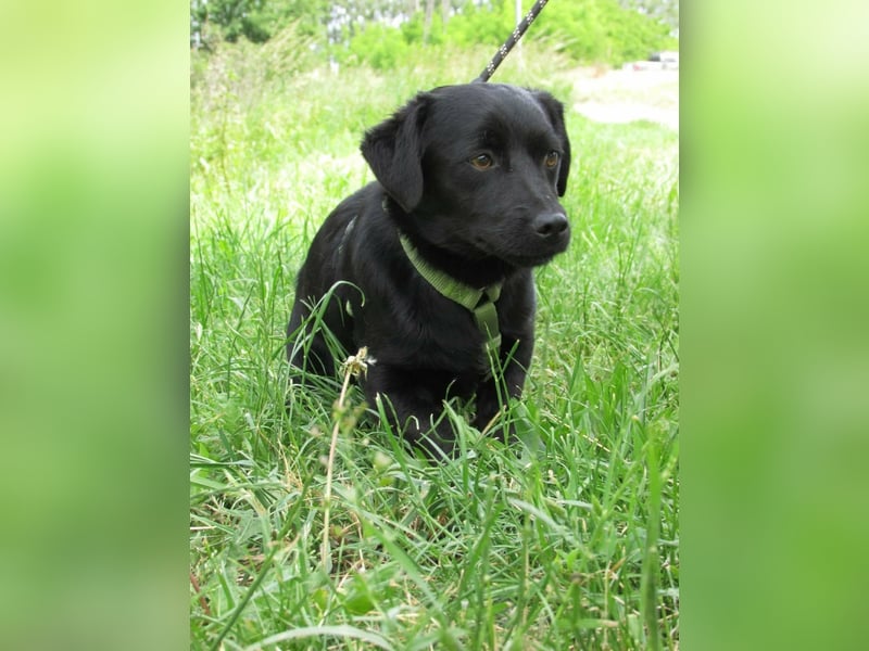 Raizo, geboren 01.08.2025, 35cm sucht seine Familie