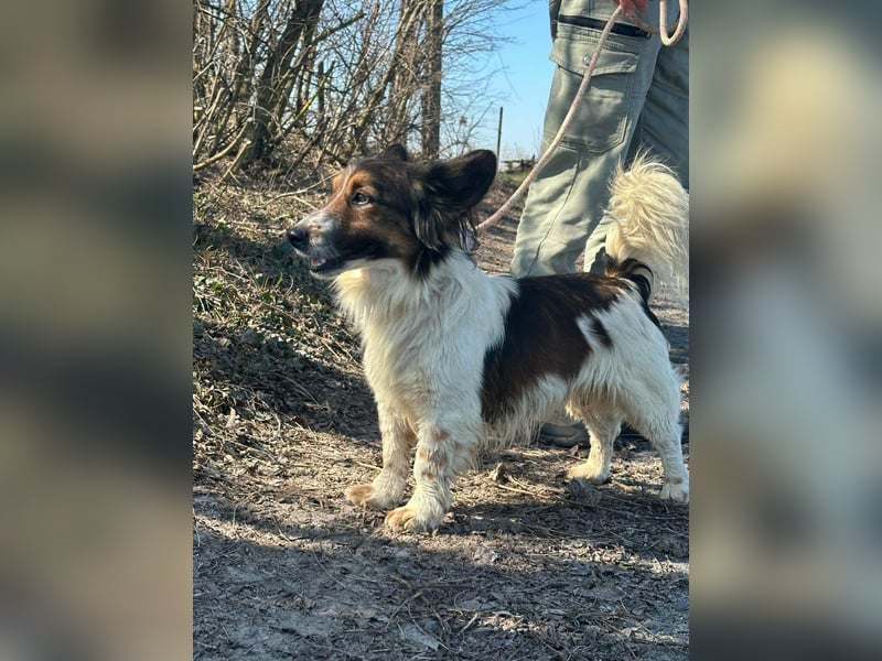 Aldo, geboren 20.02.2024, 34cm sucht seine Menschen