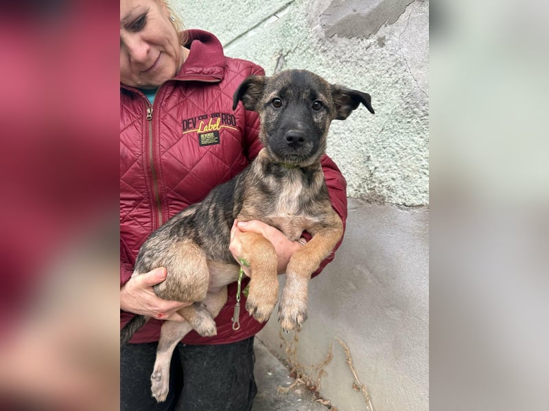 Mano, geboren 11.09.2025, 33cm sucht sein Glück