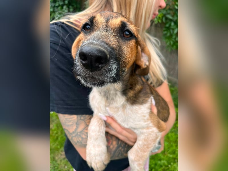 Toto, geboren 08.02.2026,30cm sucht sein Zuhause