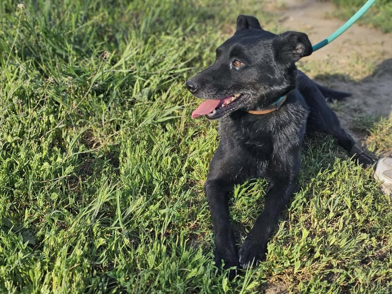 Eben, geboren 01.03.2022, 40cm sucht ihr Körbchen