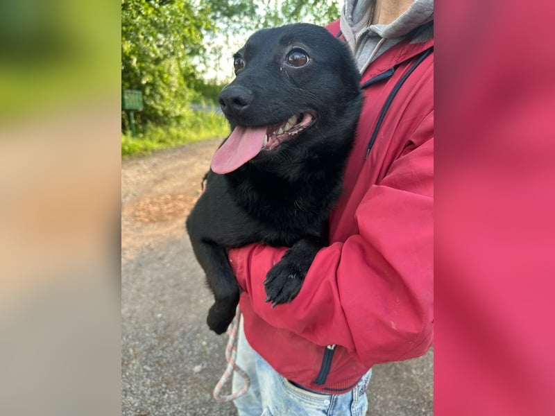 Ajna, geb. 06/2024, 39 cm, sucht ihre Herzensmenschen