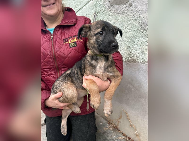 Mano, geboren 11.09.2025, 33cm sucht sein Glück