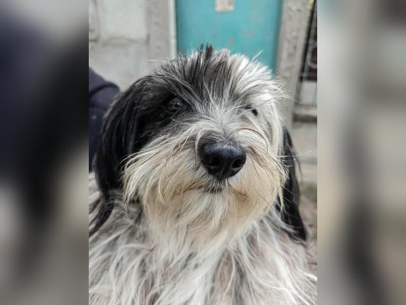 Gizmo, geboren 01.11.2022, 26cm sucht Geborgenheit