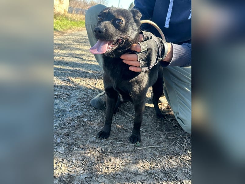 Ajna, geboren 06.2024, 39cm sucht ihr Zuhause