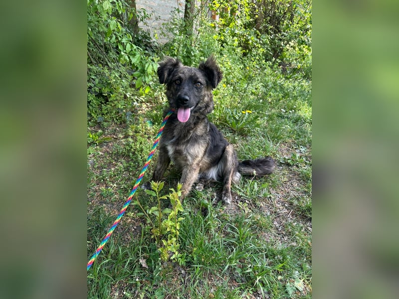 Nina, geb. 04.2025, 33cm sucht ihr Zuhause