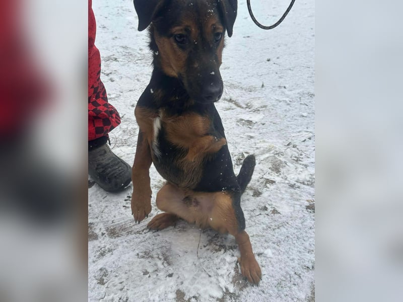 Marko, geboren 26.06.2025, 40cm sucht tierliebe Menschen