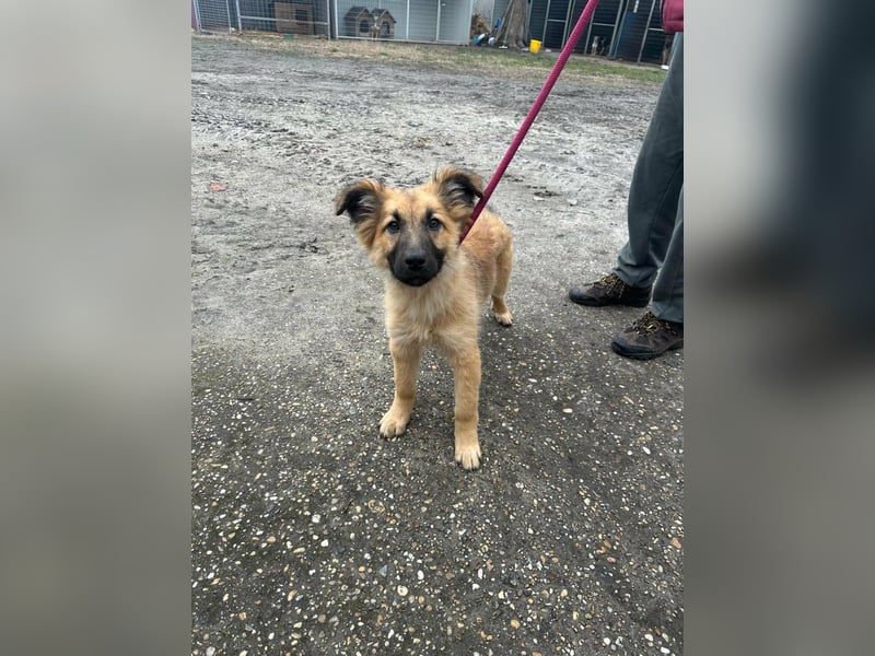 Fedra, geboren 01.11.2025, 40cm sucht ihr Menschen