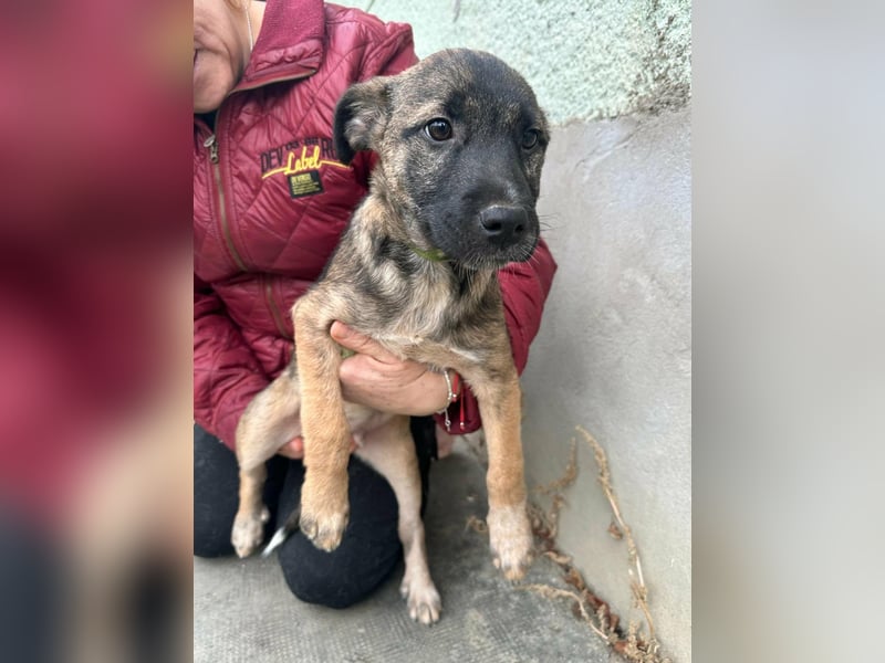 Mano. geboren 11.09.2025, 33cm sucht sein Glück