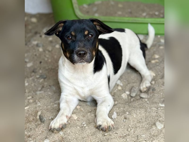 WATSON - Kleiner Mann wartet in 33100 Paderborn auf seine Menschen