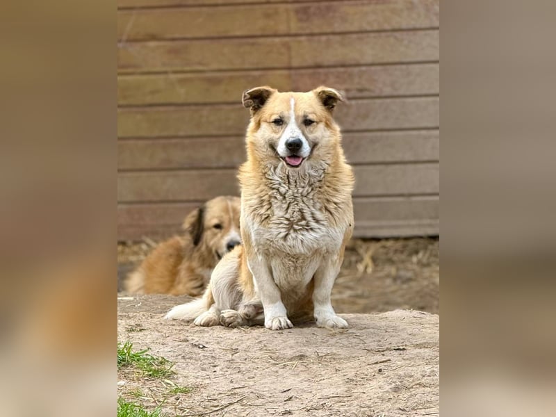 PITZI - freundlicher kleiner Rüde sucht seine Würstchengeber