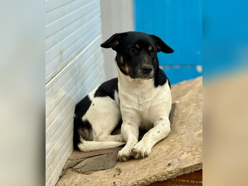 WATSON - Kleiner Mann wartet in 33100 Paderborn auf seine Menschen