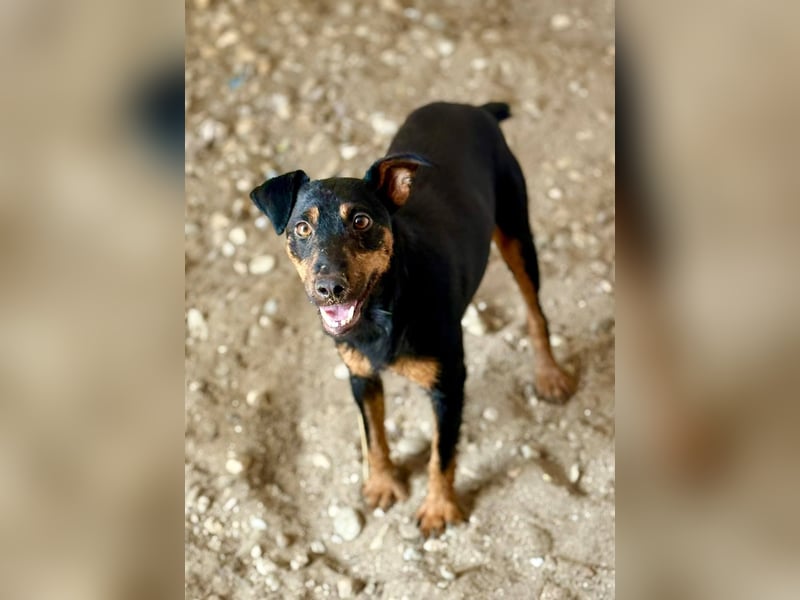 MILLICENT - Liebenswertes, goldiges Mädchen sucht ihre Lieblingsmenschen
