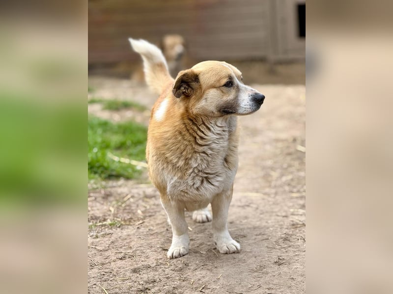 PITZI - freundlicher kleiner Rüde sucht seine Würstchengeber