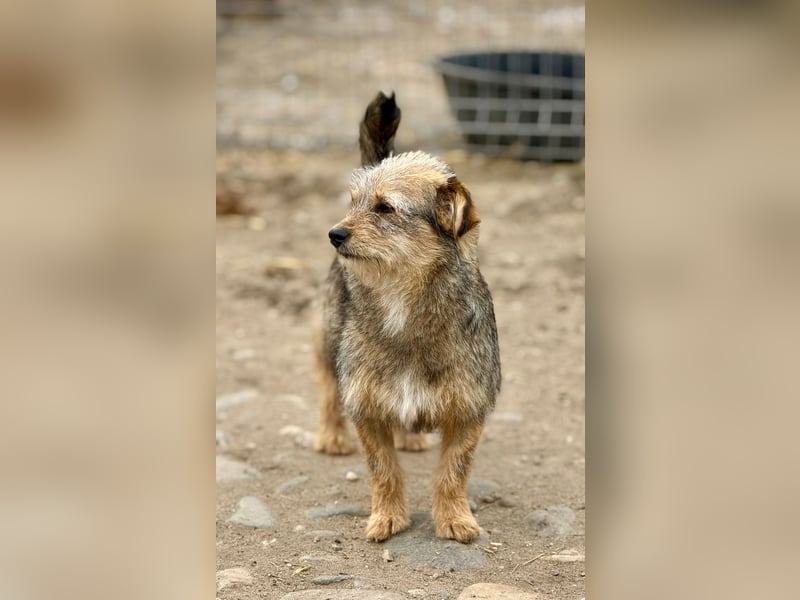 CEVICE - freundliche Hündin wartet auf ihr Ticket ins Glück