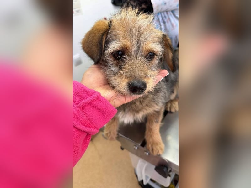 CEVICE - freundliche Hündin wartet auf ihr Ticket ins Glück