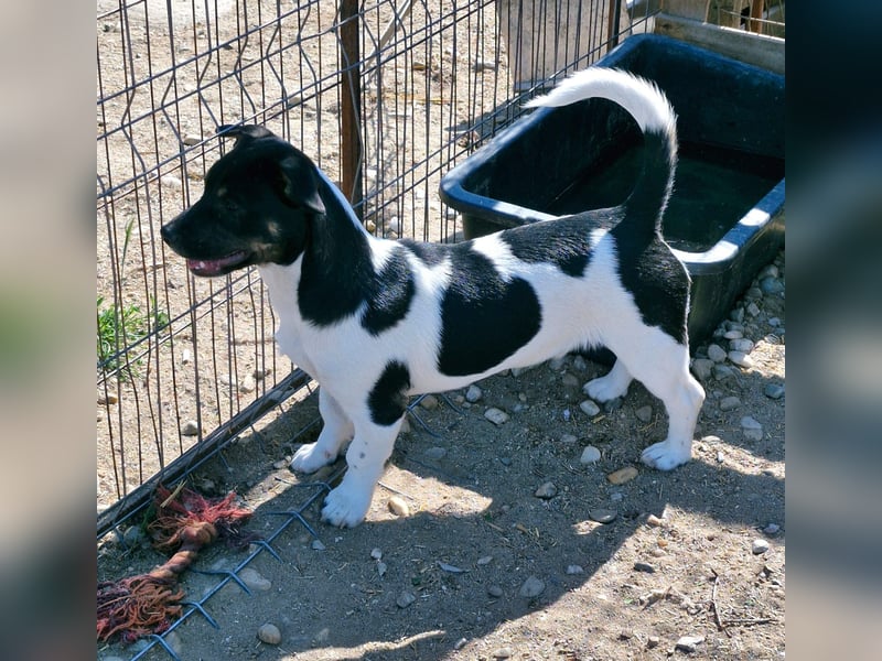 WATSON - Kleiner Mann wartet in 33100 Paderborn auf seine Menschen