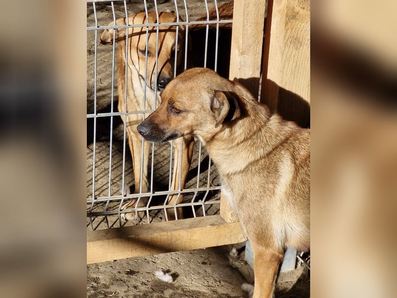 ANGELEYE - Bezaubernde Hündin sucht ihre Lieblingsmenschen